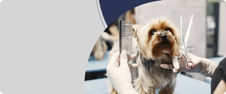 Grooming Offer
