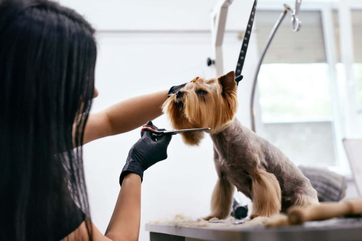Pet Grooming