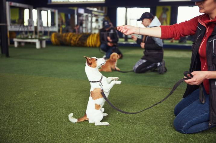 Pet Training